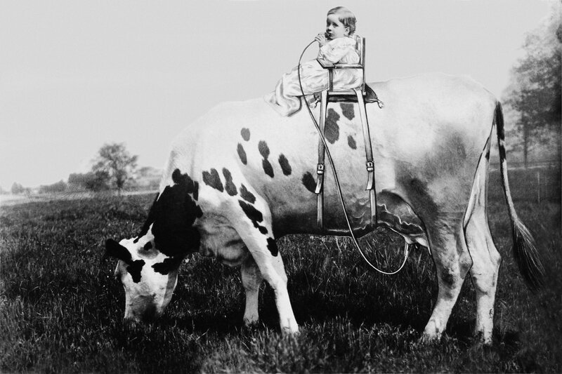 child riding a cow