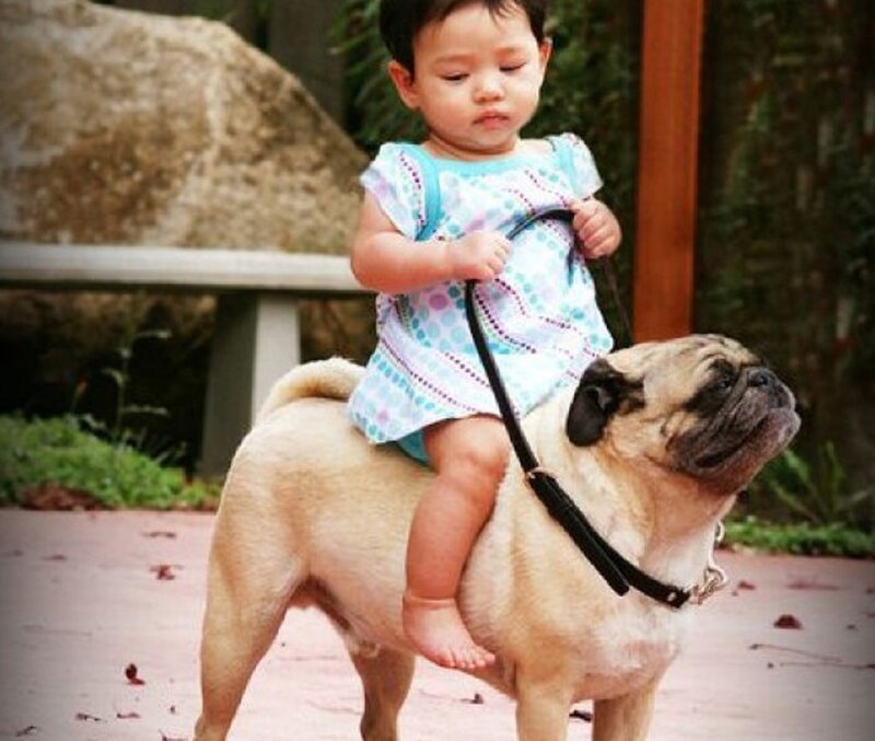Child Riding Pug