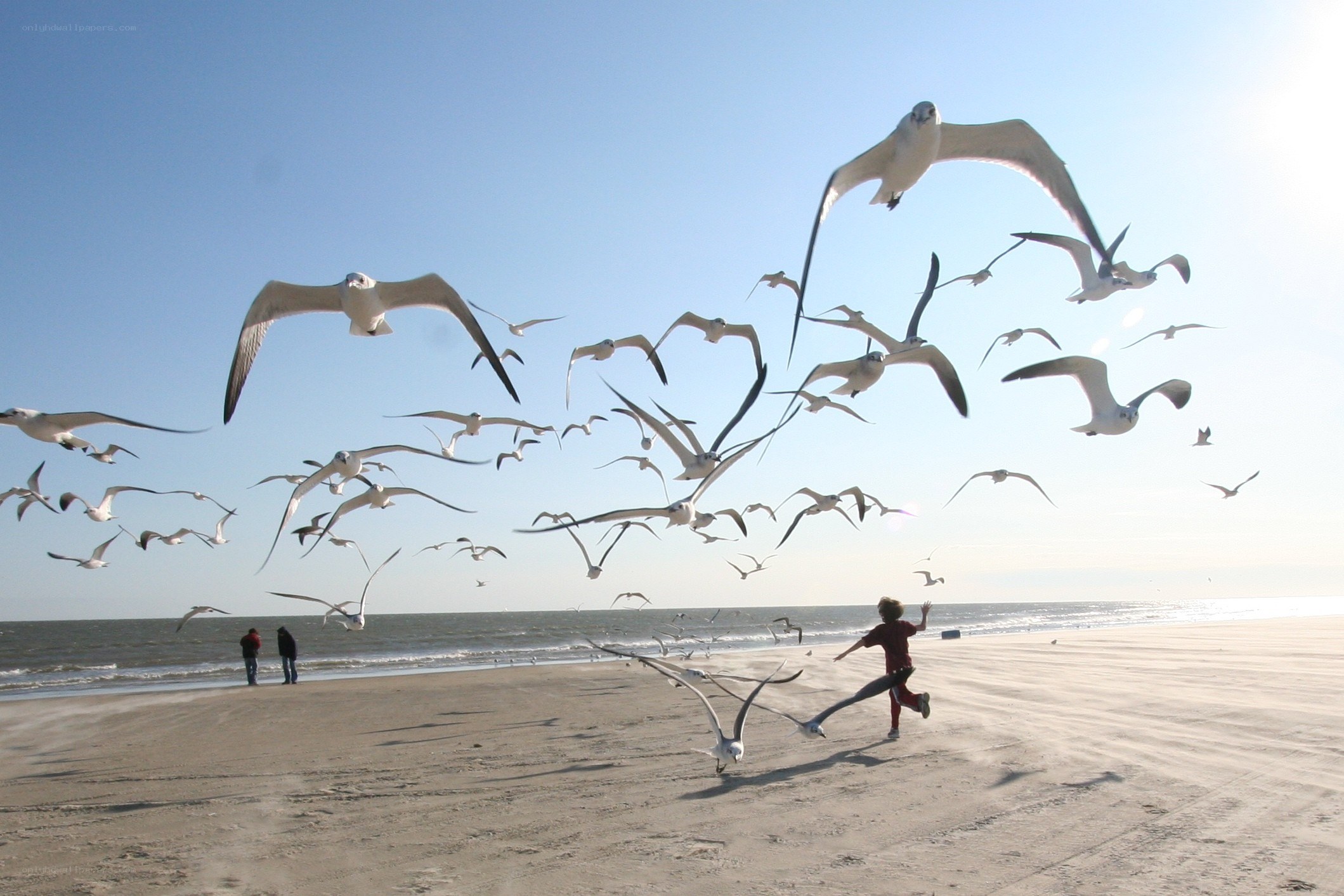 Child running from seagulls on beach