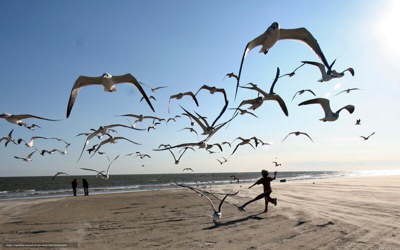 Child running from seagulls on beach