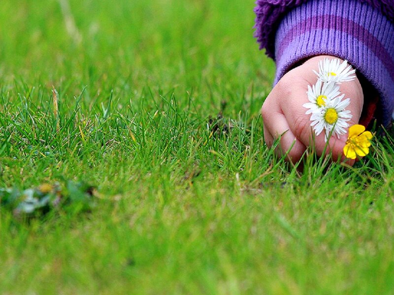 Child's Hand Holding Flowers