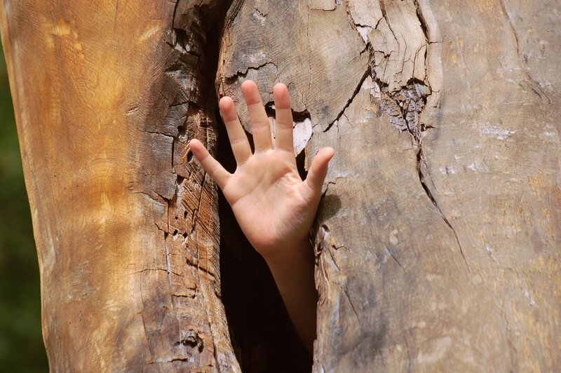 Child's Hand in Tree