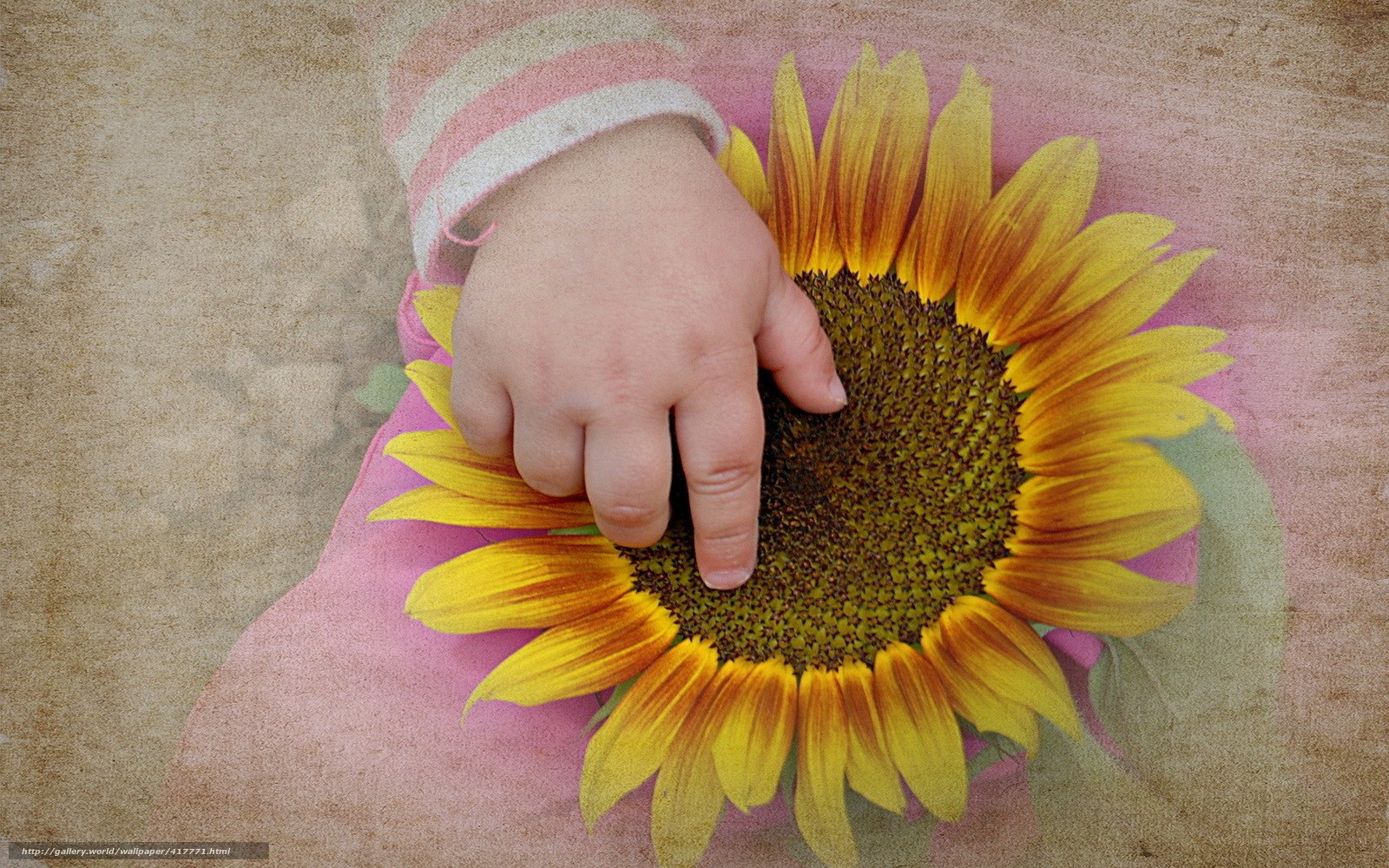 child's hand on sunflower