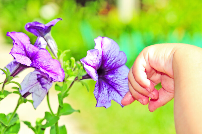 Child's Hand Touching Flower