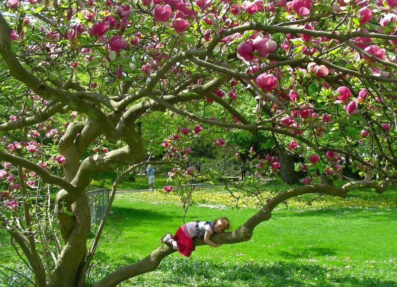 Child Sleeping on Tree Branch