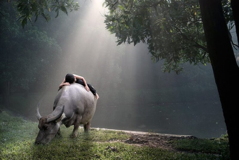 Child Sleeping on Water Buffalo