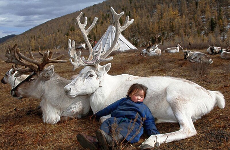 Child Sleeping with Reindeer
