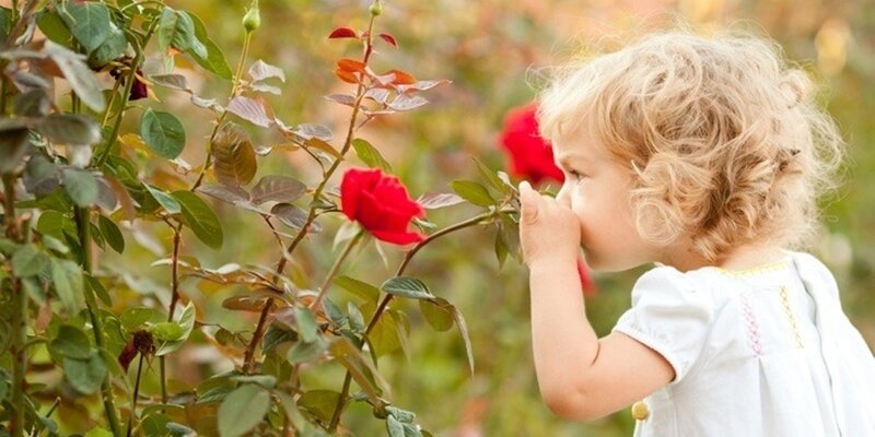 Child Smelling Rose — Red, Serene