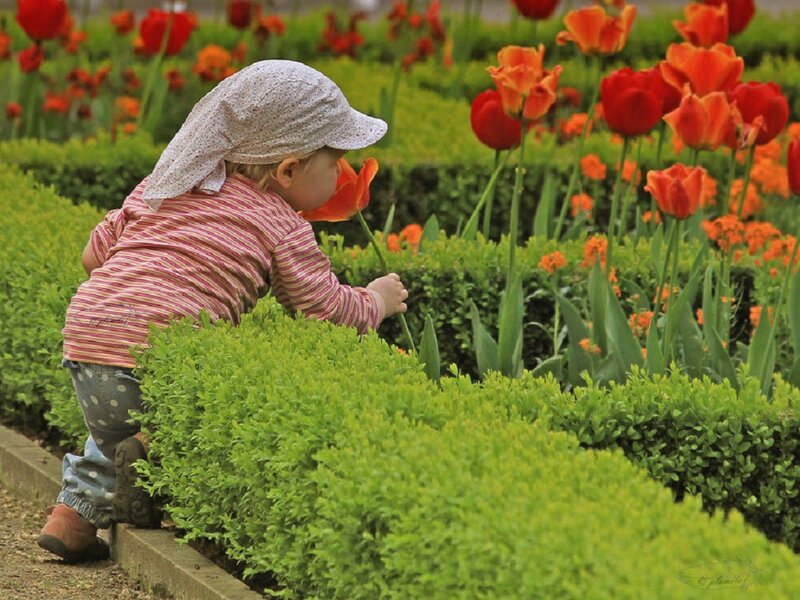 Child Smelling Tulip