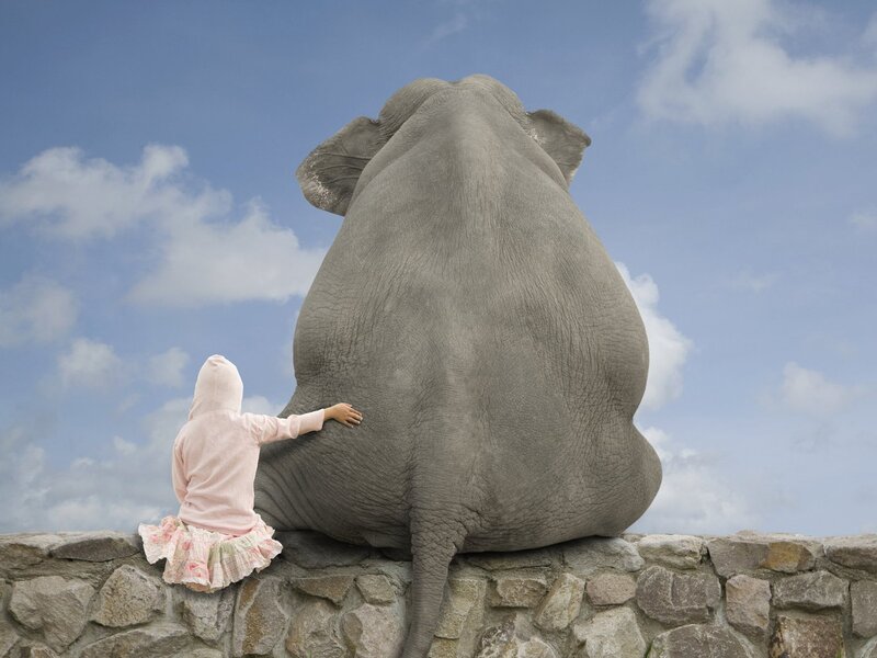child touching elephant's back