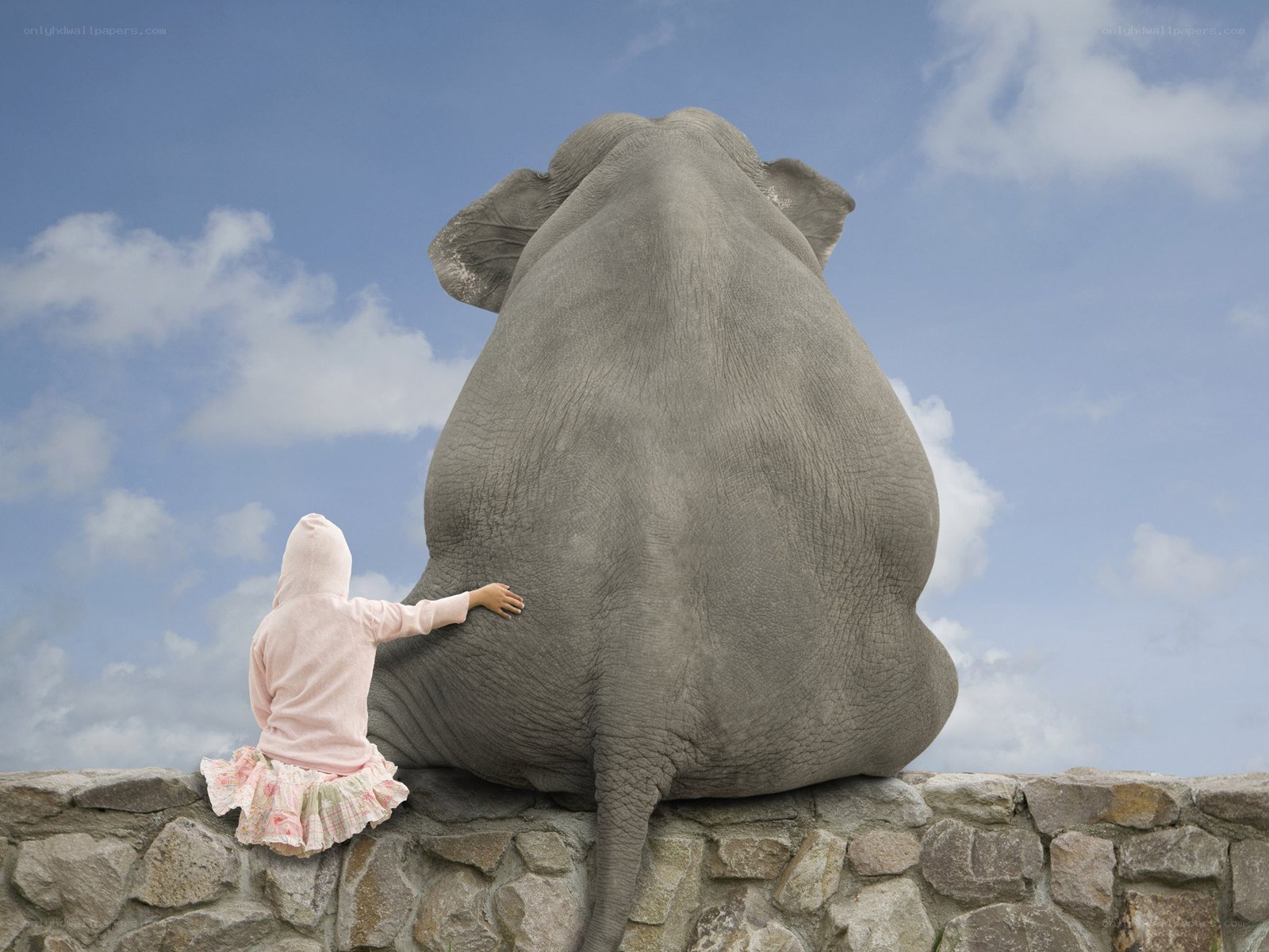 child touching elephant's back