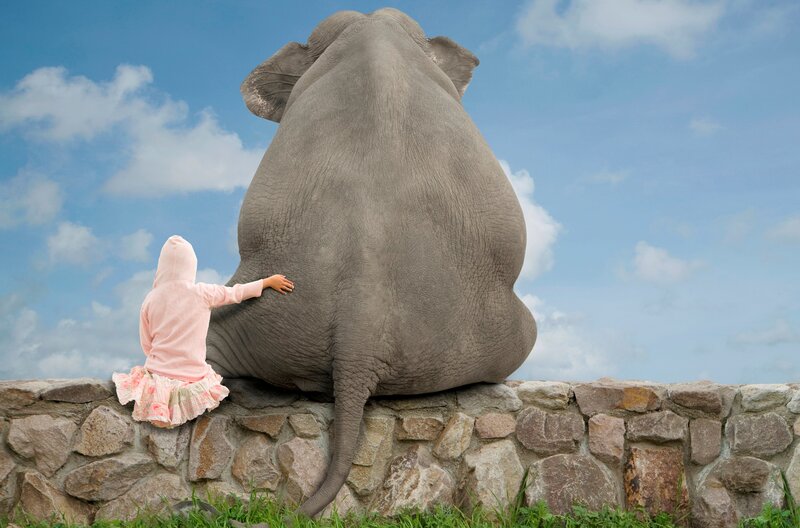 Child Touching Elephant