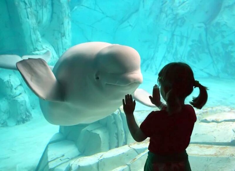 child touching glass with beluga whale