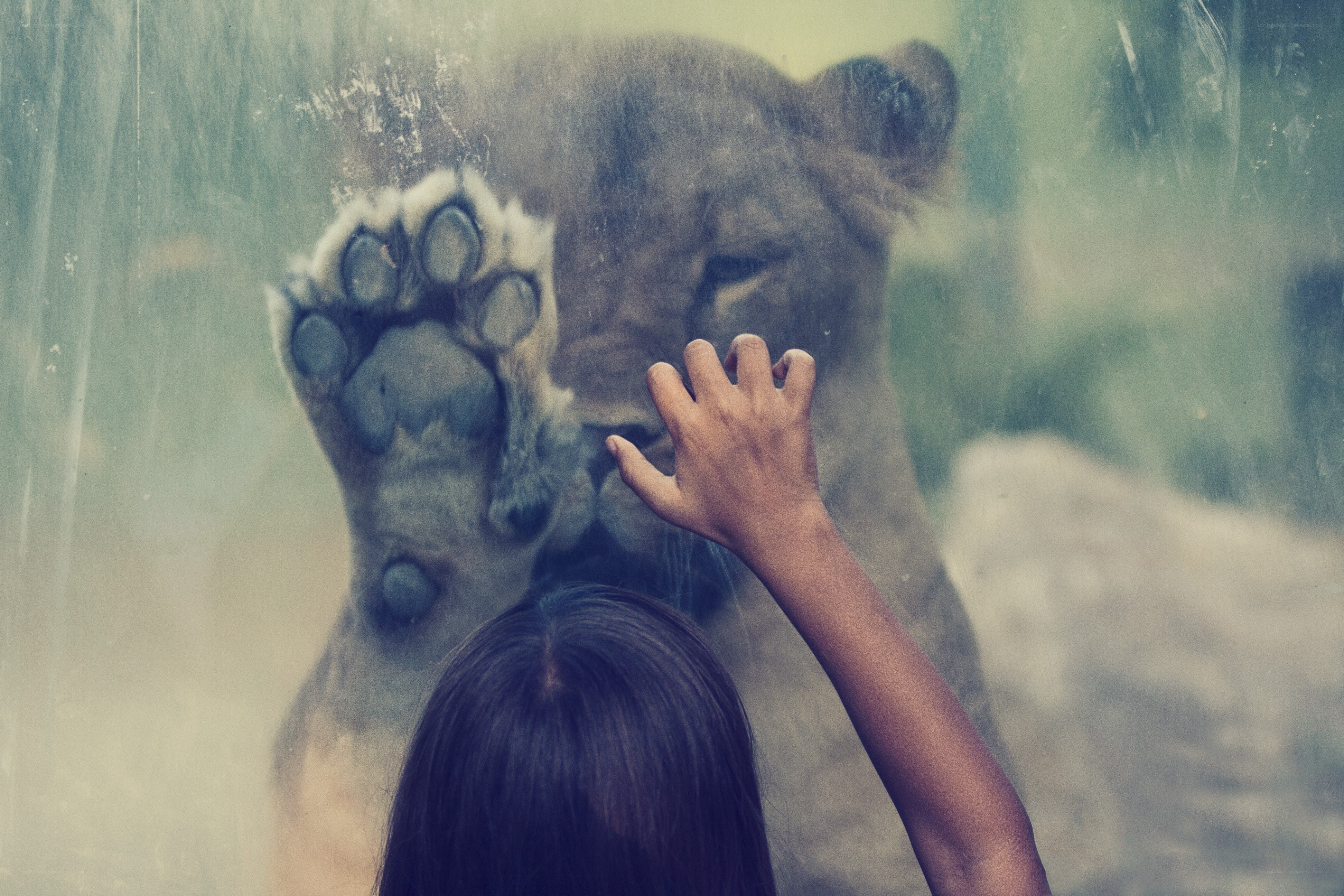 child touching glass with lion