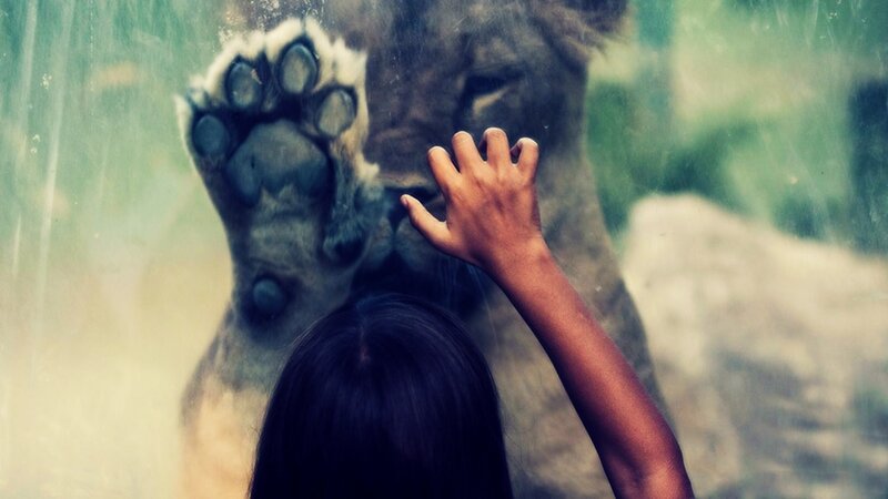 Child Touching Lion Paw