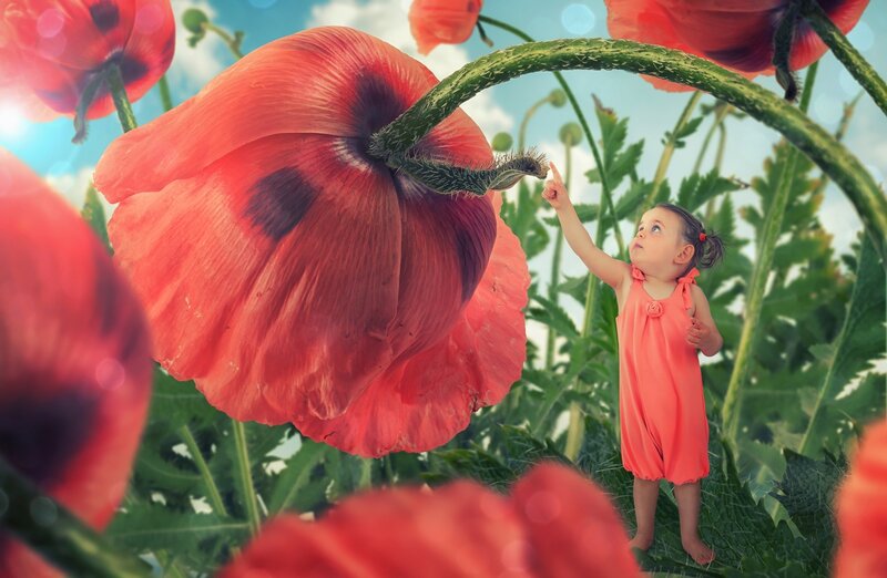 Child Touching Poppy Flower — Red