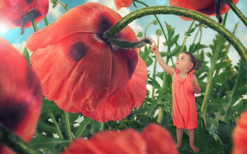 Child Touching Poppy Flower