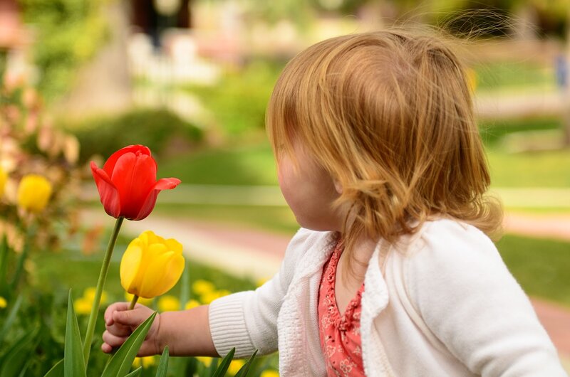 Child Touching Tulips