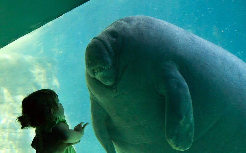 child viewing manatee in aquarium