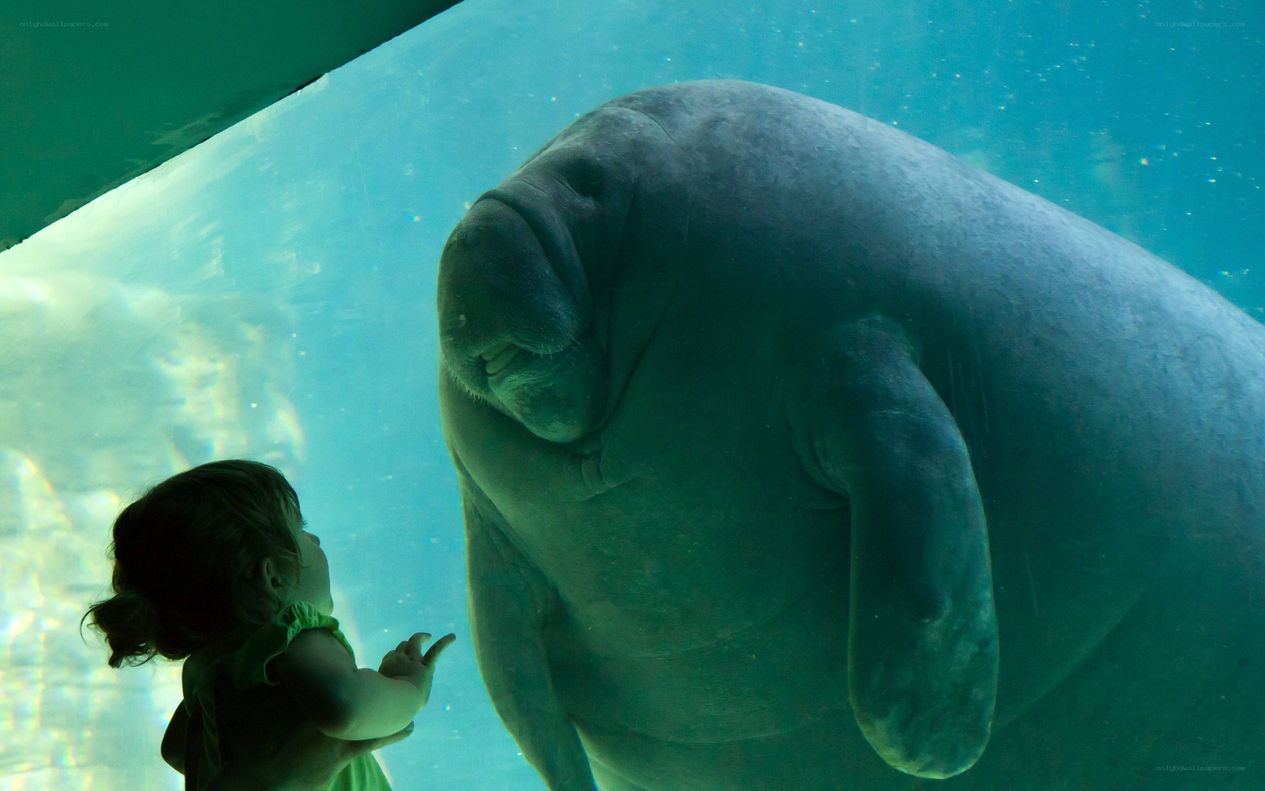 child viewing manatee in aquarium