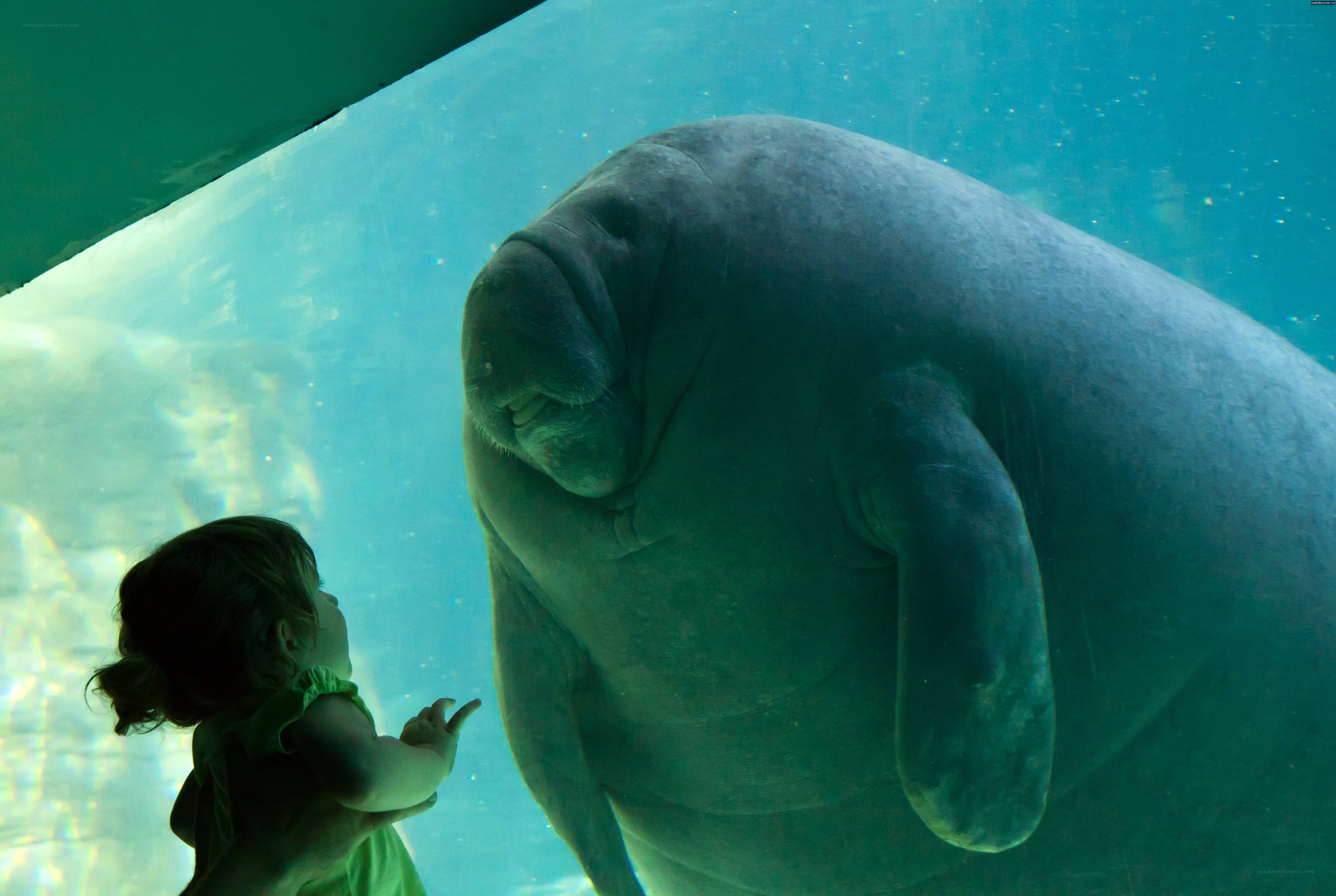 child viewing manatee in aquarium