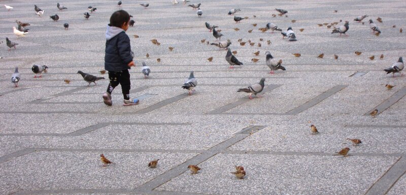 Child Walking Among Pigeons