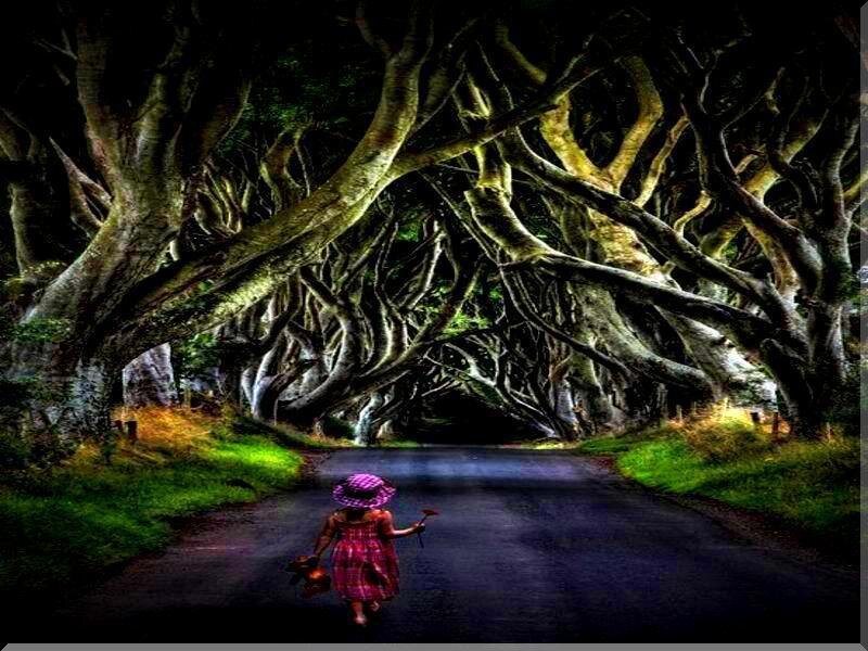 Child walking under tree tunnel