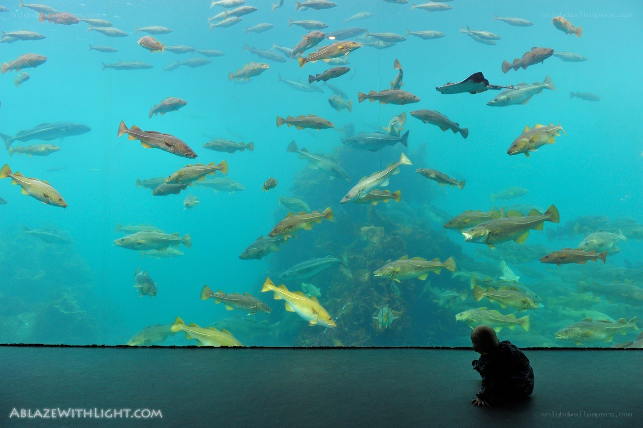 child watching fish in aquarium