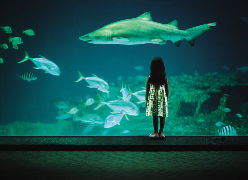 child watching fish in aquarium