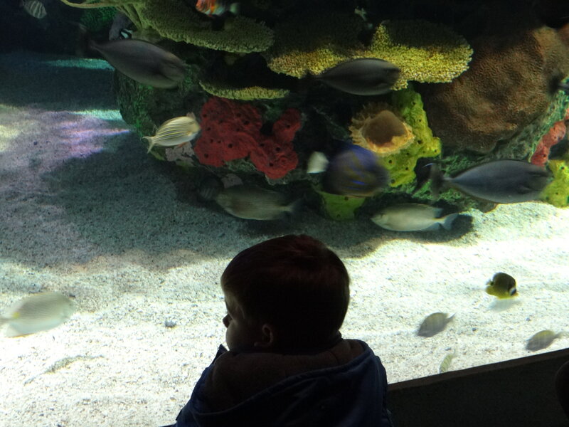 Child Watching Fish