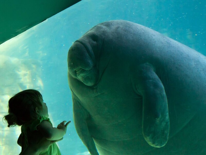 Child Watching Manatee — Blue