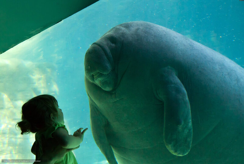 child watching manatee in aquarium