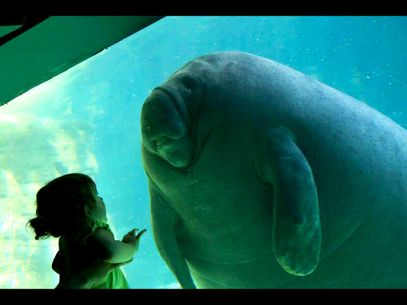 Child Watching Manatee