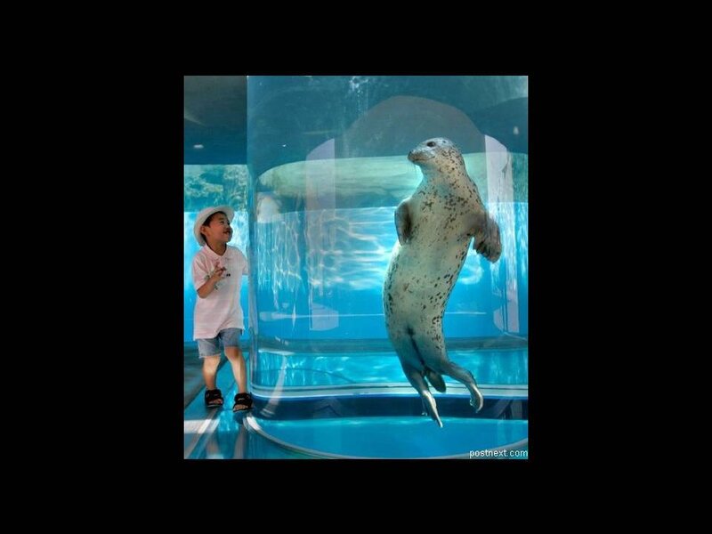 child watching seal in aquarium