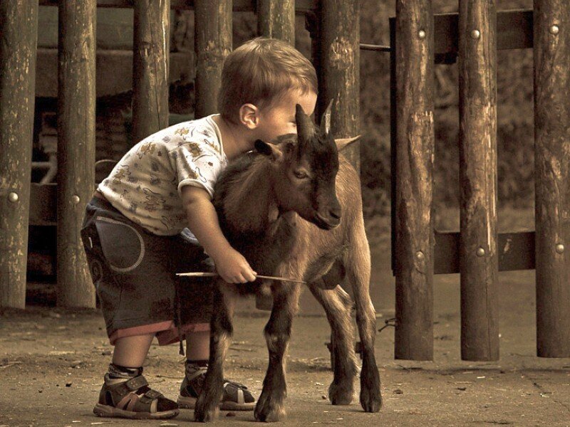 child with a goat