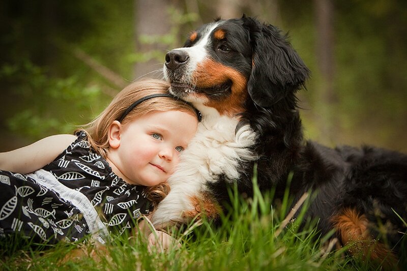 Child with Bernese Mountain Dog