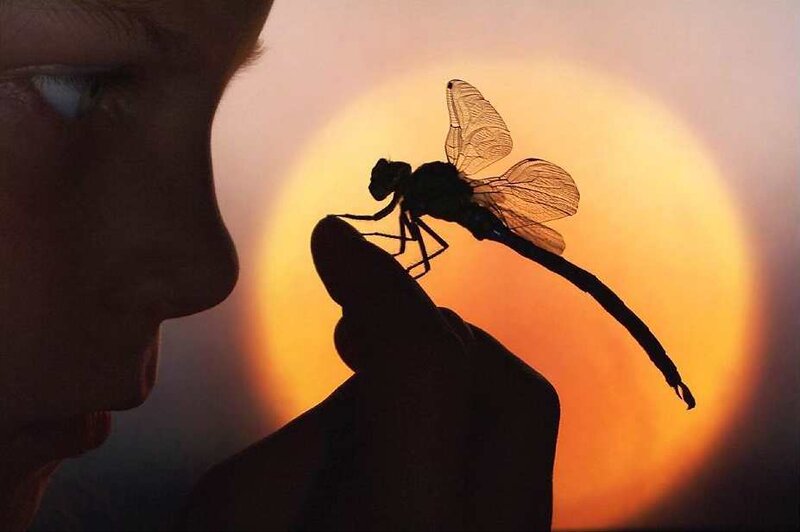 child with dragonfly silhouette