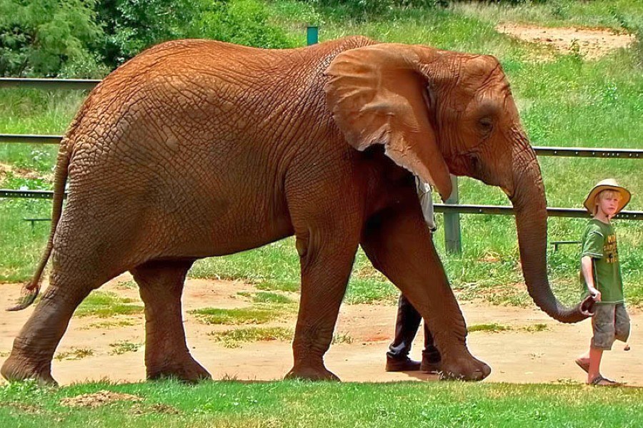 Child with elephant in enclosure