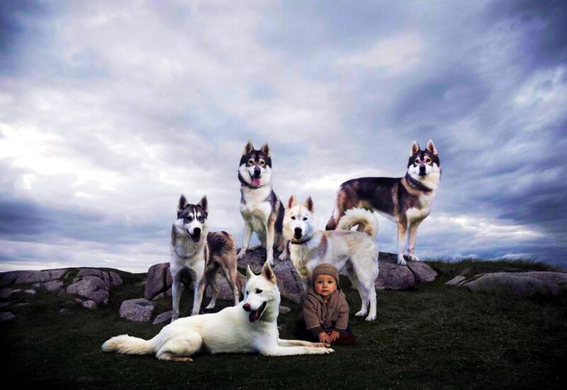 Child with Five Husky Dogs