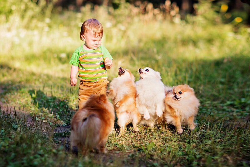 Child with Four Dogs