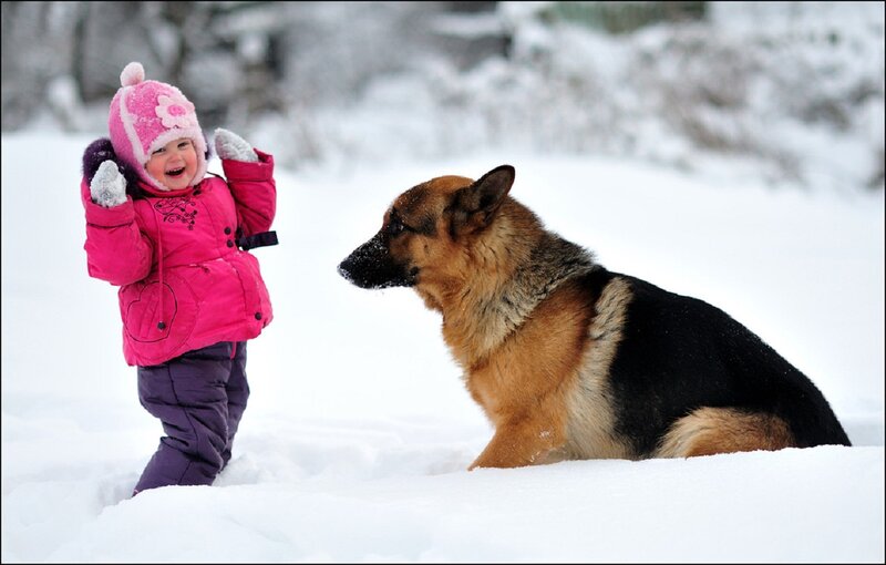 Child with German Shepherd