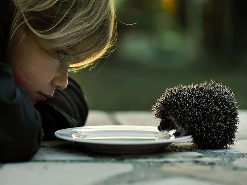 Child with Hedgehog