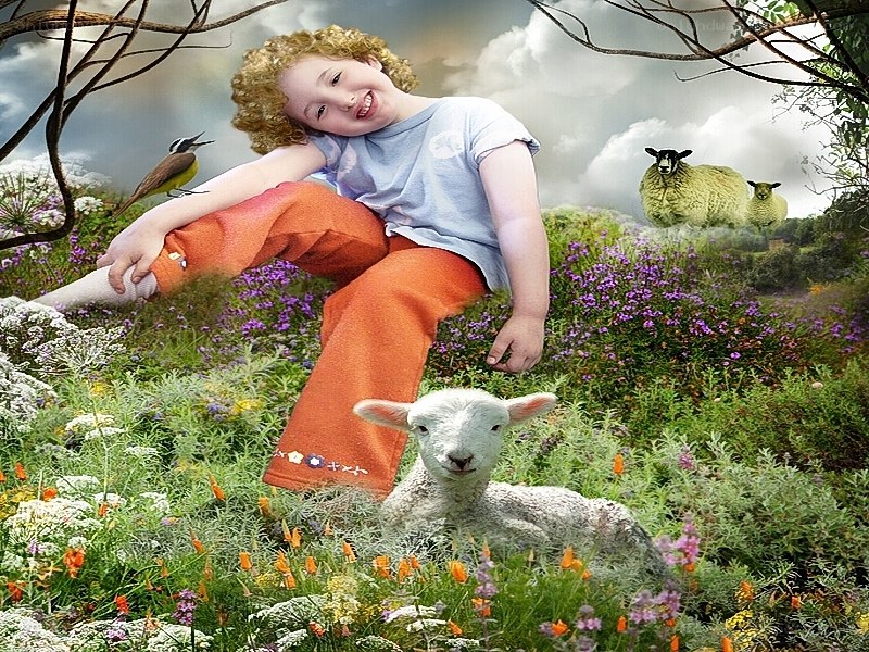 Child with lambs in a meadow