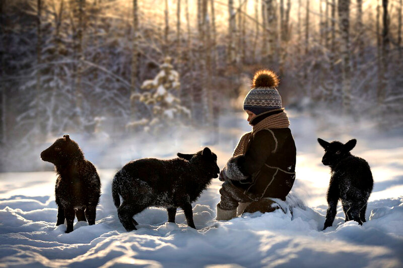 Child with Lambs in Snow