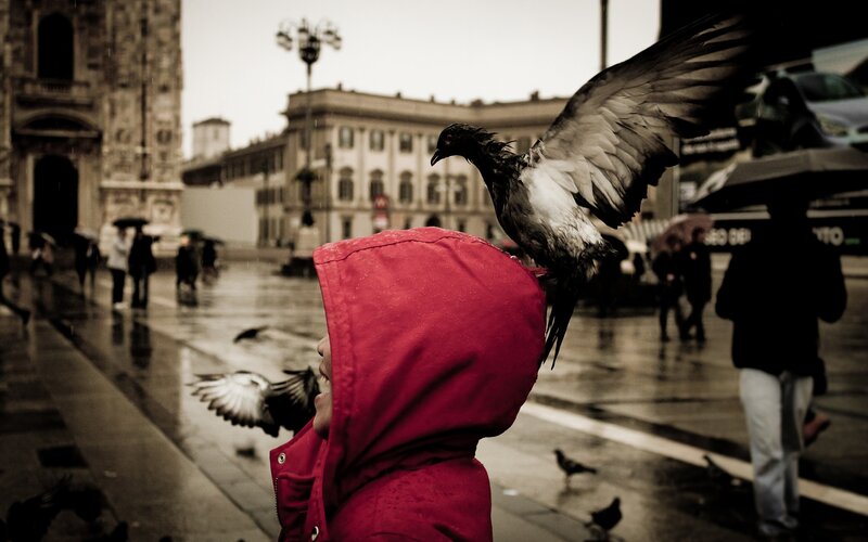 child with pigeon on shoulder