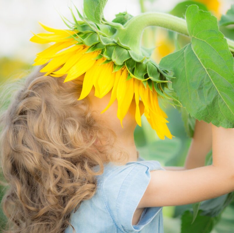 Child with Sunflower — Yellow, Serene