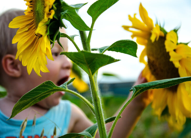 Child with Sunflowers