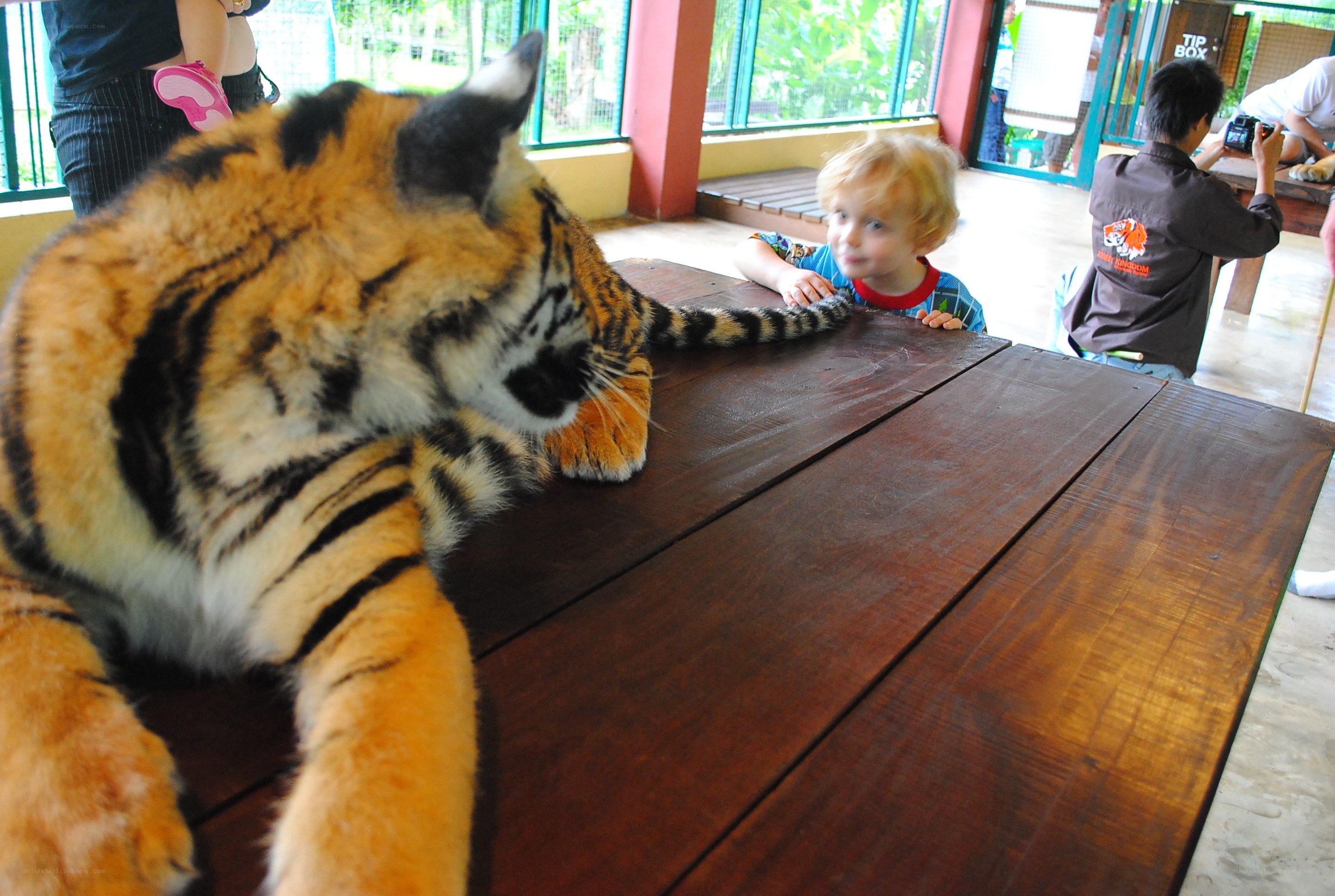 child with tiger cub at table