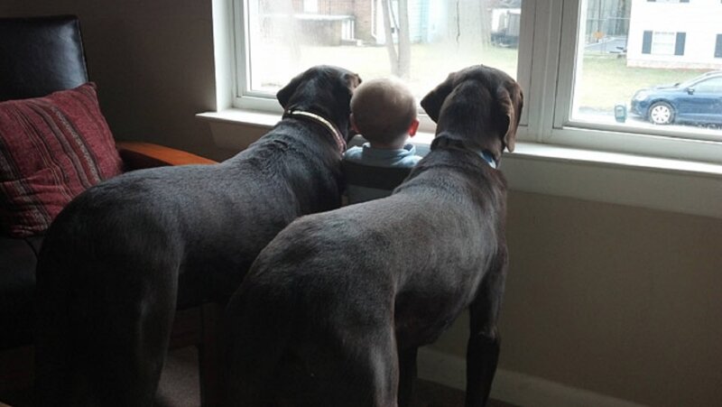 Child with Two Dogs — Gray
