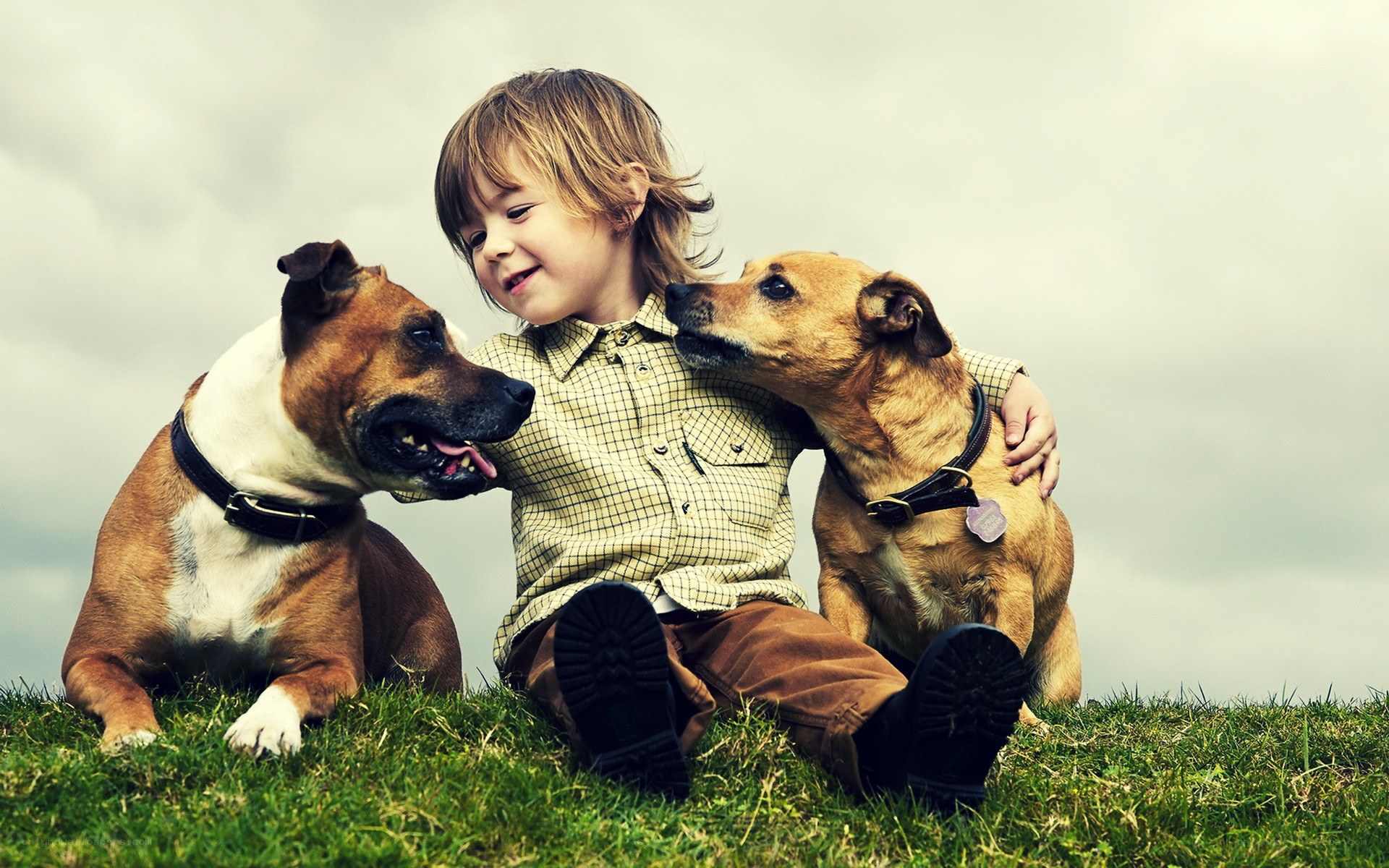 child with two dogs on grass